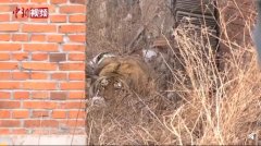 猛虎入村咬伤人,手术费等费用该谁承担?